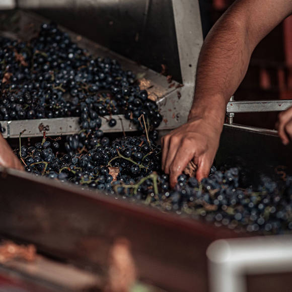 Apollo Corfu Hotel Grape Harvest