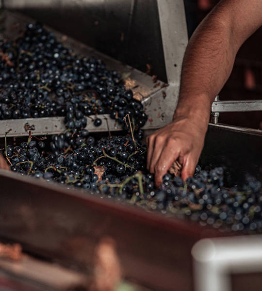 Apollo Corfu Hotel Grape Harvest