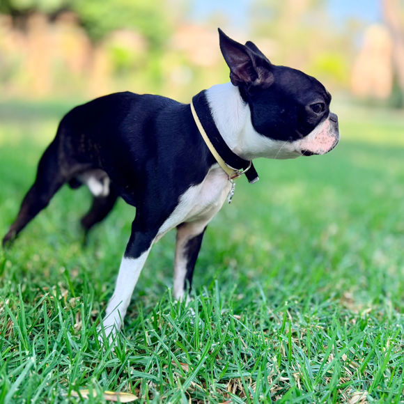Apollo Corfu Palace Pet Friendly 3071