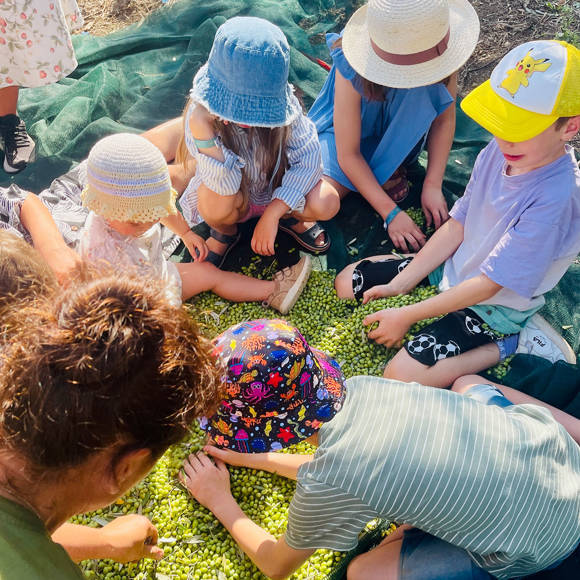 Apollo Corfu Hotel Olive Harvest 1