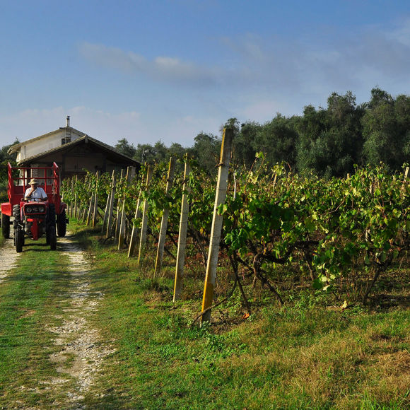 Apollo Corfu Hotel Pontiglio Winery Experience
