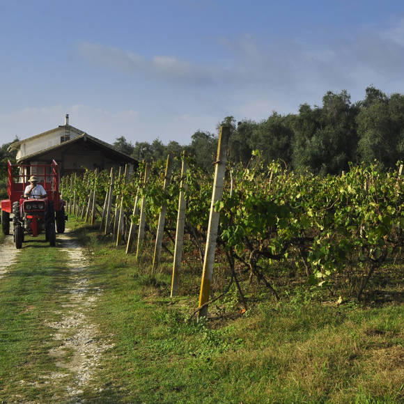 Pontiglio Wines 1