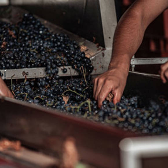 Apollo Corfu Hotel Grape Harvest
